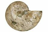 Silver Iridescent Ammonite (Cleoniceras) Fossil - Madagascar #260906-1